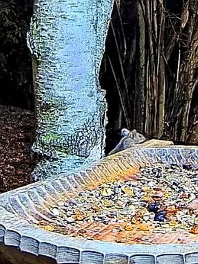 livebirdspoland_ab58503774fd389fe5ecc1939c89624e.jpg