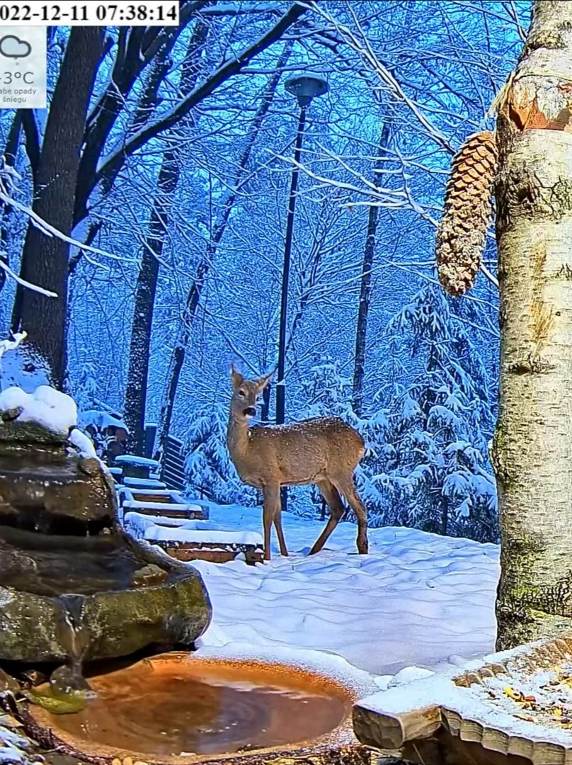 livebirdspoland_b0265c7a03f78500f769b52dbd942013.jpg