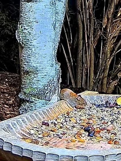 livebirdspoland_6b743c79b95a2c01b7f984b47ddabbc1.jpg