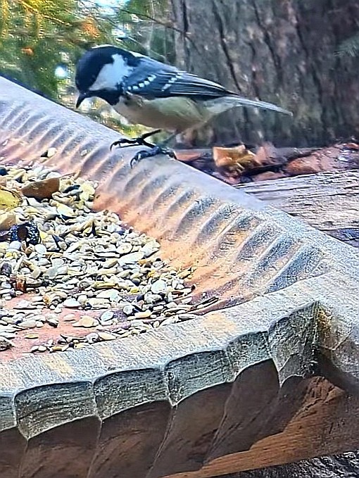 livebirdspoland_1fe77a67723b127a58da53160d579a5a.jpg