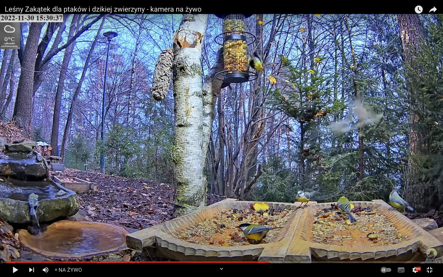 livebirdspoland_8338167b2f416027eac6b76939ac1771.png