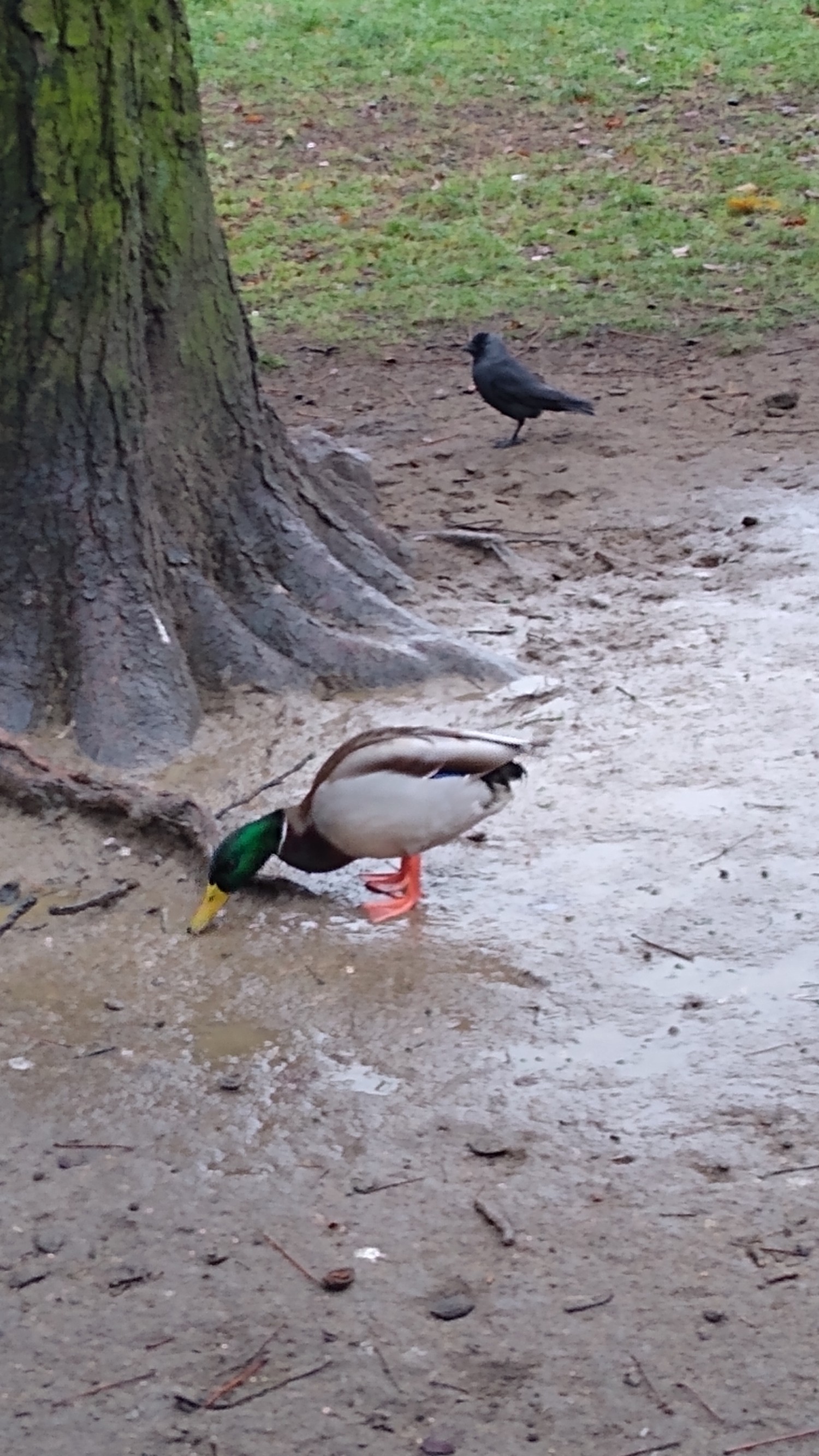 livebirdspoland_cb64f5996a39692b8f6247c72332cffc.jpg