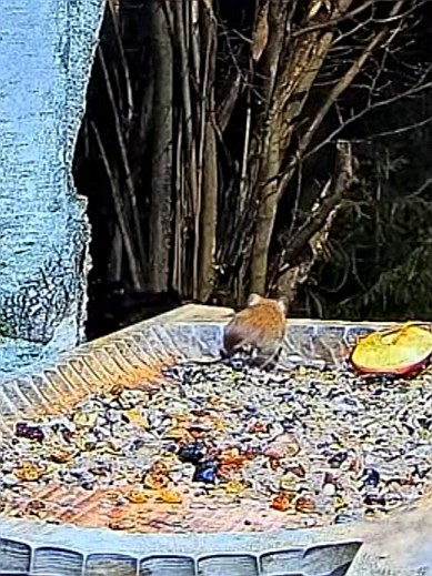 livebirdspoland_0ac3c78e0e3993465db44194862ced99.jpg