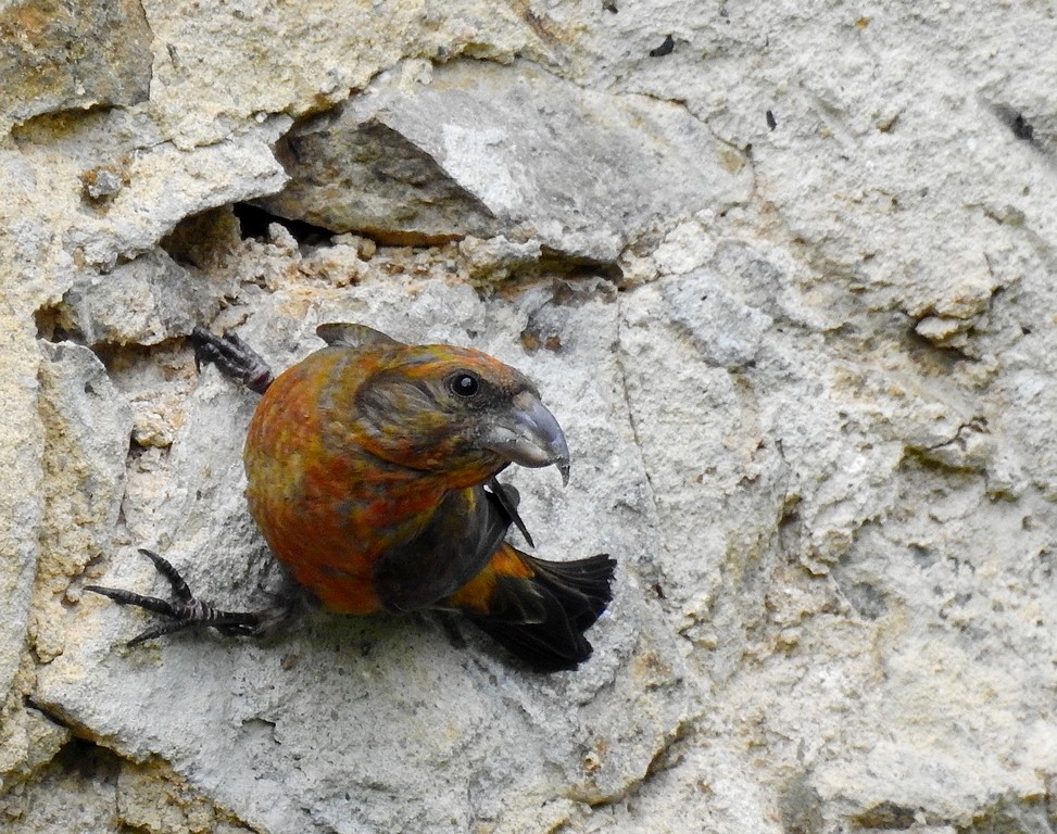 livebirdspoland_da9845cc9b2288ebfb68a59b37e8485f.jpg