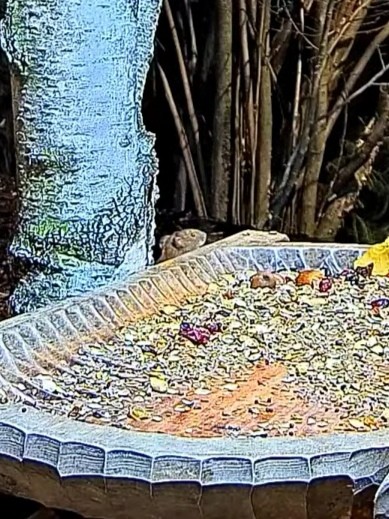 livebirdspoland_d56a948f883d177e5e41cc1946baf329.jpg