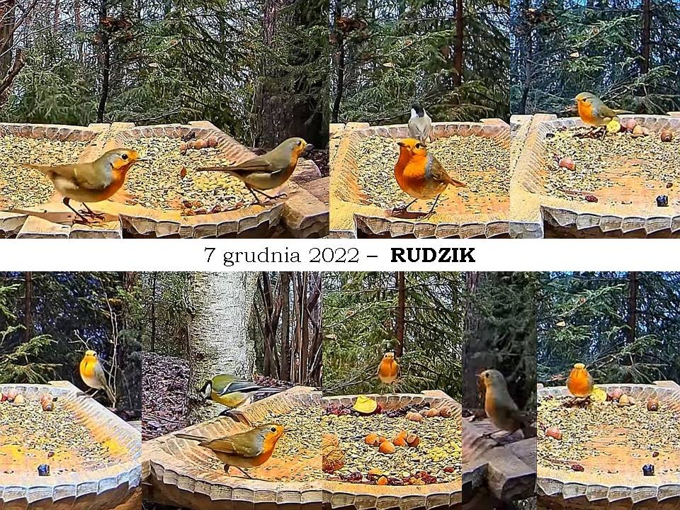 livebirdspoland_9ab83f46da9f753008e092f6bf3a486e.jpg
