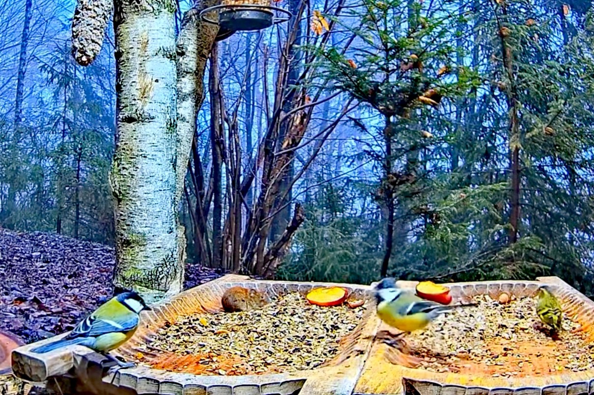 livebirdspoland_cc980fac1adef468eeb2b6318962d36c.jpg