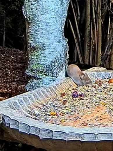 livebirdspoland_75a5ba52375112794a4b927b772d135e.jpg