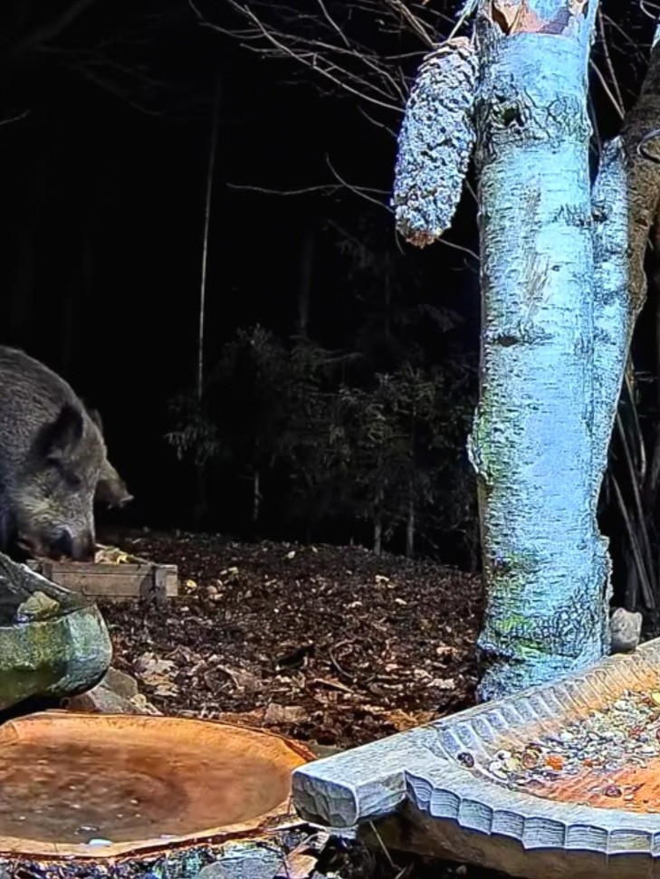 livebirdspoland_23871c7821182c931f38952a70de32c7.jpg