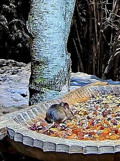 livebirdspoland_0bf26537bba2b9f5abb543c6c67bc393.jpg