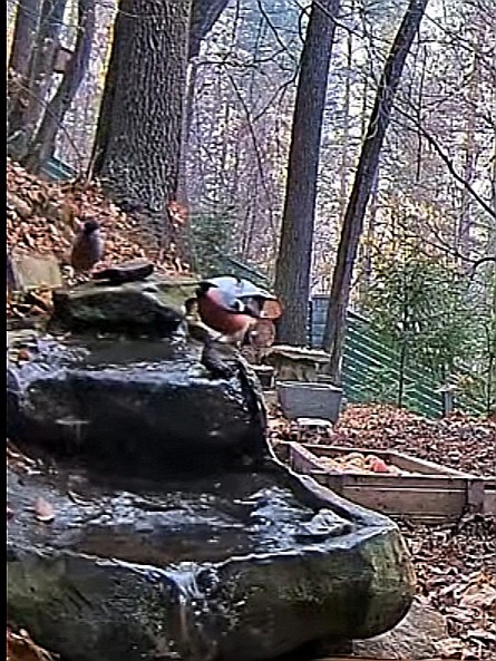 livebirdspoland_58387ae1d96d718b286fe3023f683b9f.jpg