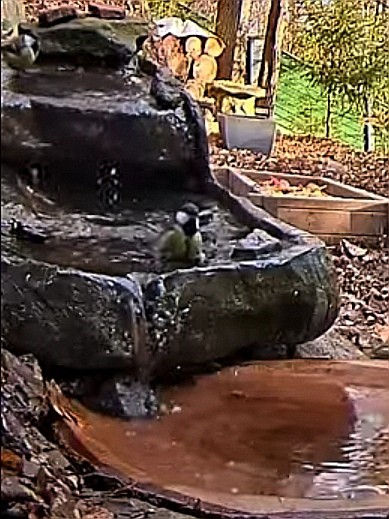 livebirdspoland_5dda828b931a41638785a1a8e4e66d29.jpg