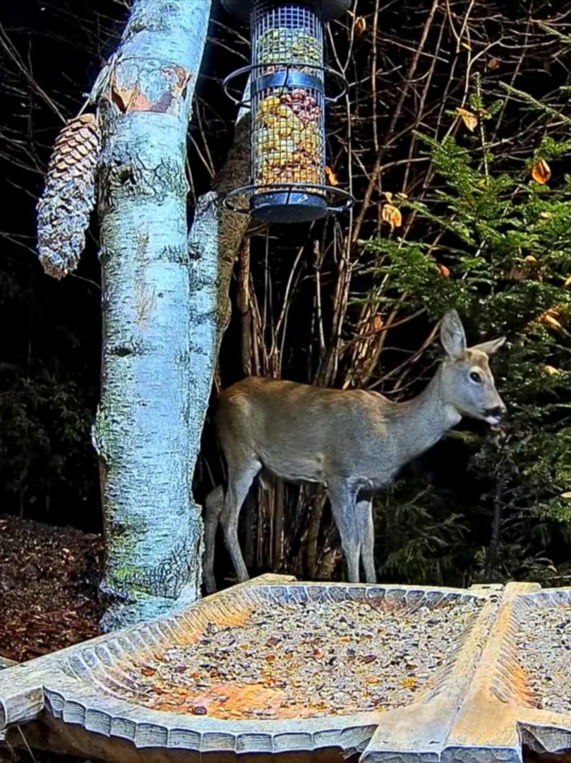 livebirdspoland_26cb032cfdcc58881bc0db8a3b8e4475.jpg