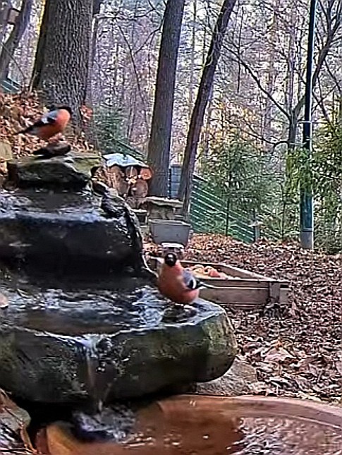 livebirdspoland_861b28678a3771bc73b3a293f92788bc.jpg