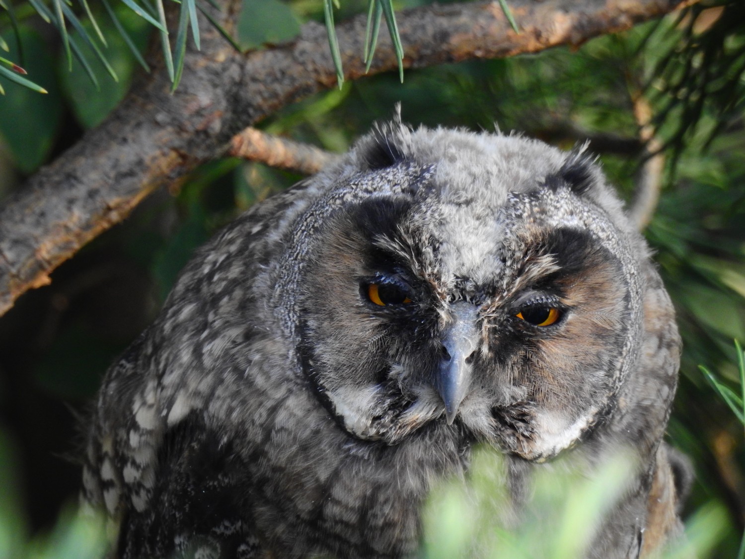 livebirdspoland_9b52c238cc8ccf5752394ed678eebe4f.jpg