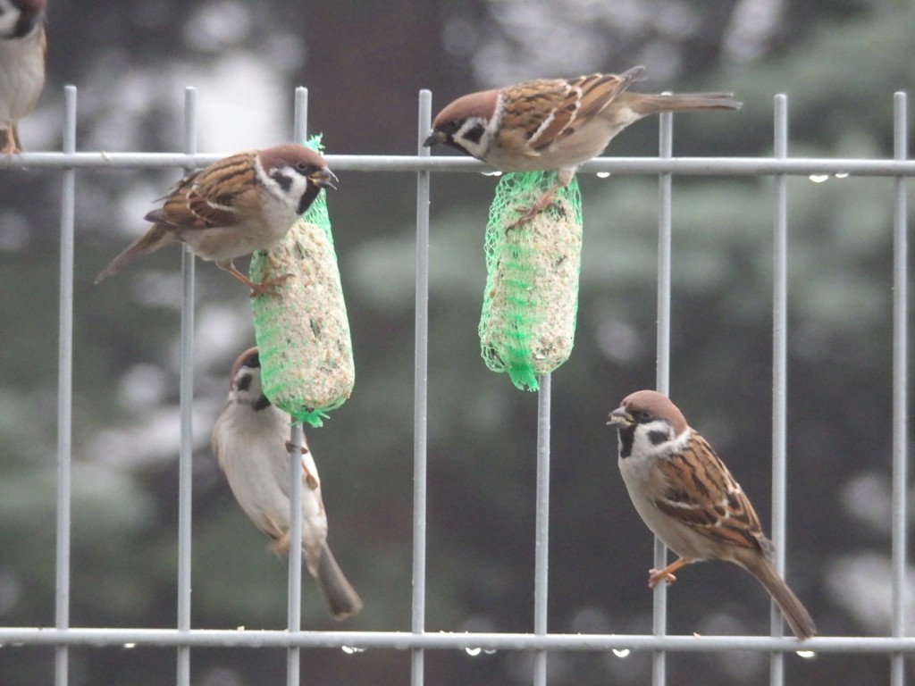 livebirdspoland_9adc6909a5542cae755480e37aee7392.jpg