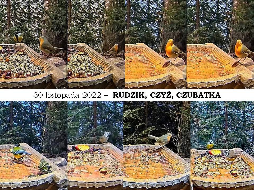 livebirdspoland_eef1062f009604850a8c708998081040.jpg