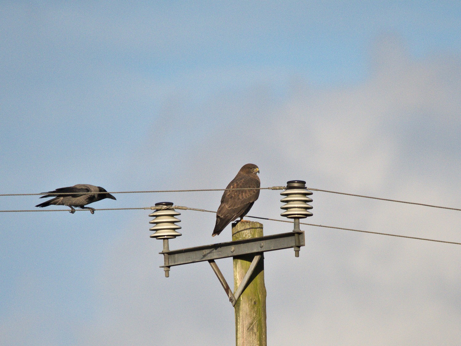 livebirdspoland_707b5ff0f5053258c2b520694de26acf.jpg