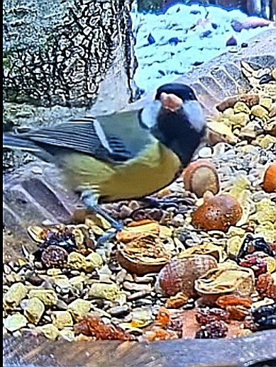 livebirdspoland_a28e528aaa1d3002dd91e6aa8856977a.jpg