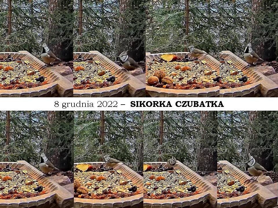 livebirdspoland_e679b6cc4e010059956c8acb7fd38efa.jpg