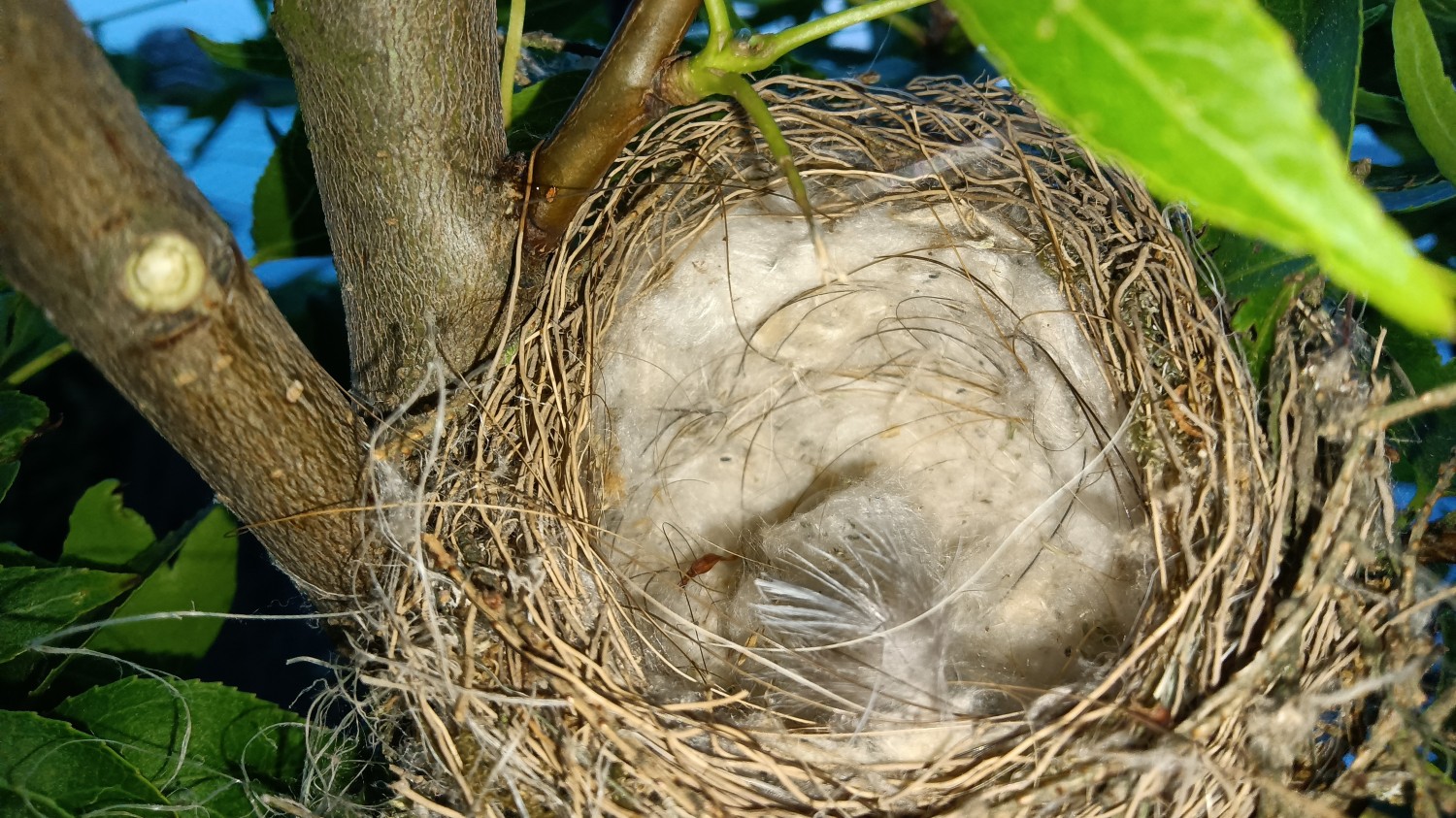 livebirdspoland_471a45bdc1acf626a88f1ecea1fb9633.jpg