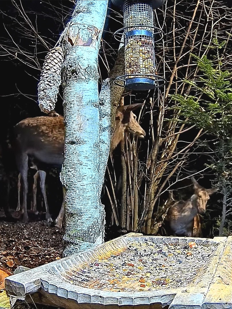 livebirdspoland_25b4b929d8377e31e998f4122813f336.jpg