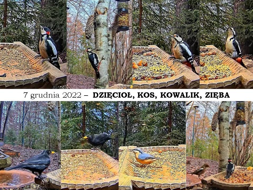 livebirdspoland_c1c41ded4955579250b43ab01ef49dc2.jpg