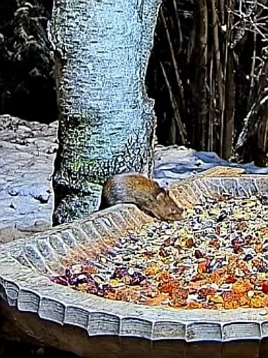 livebirdspoland_169f90d9f7985b8e38103b12ad717444.jpg