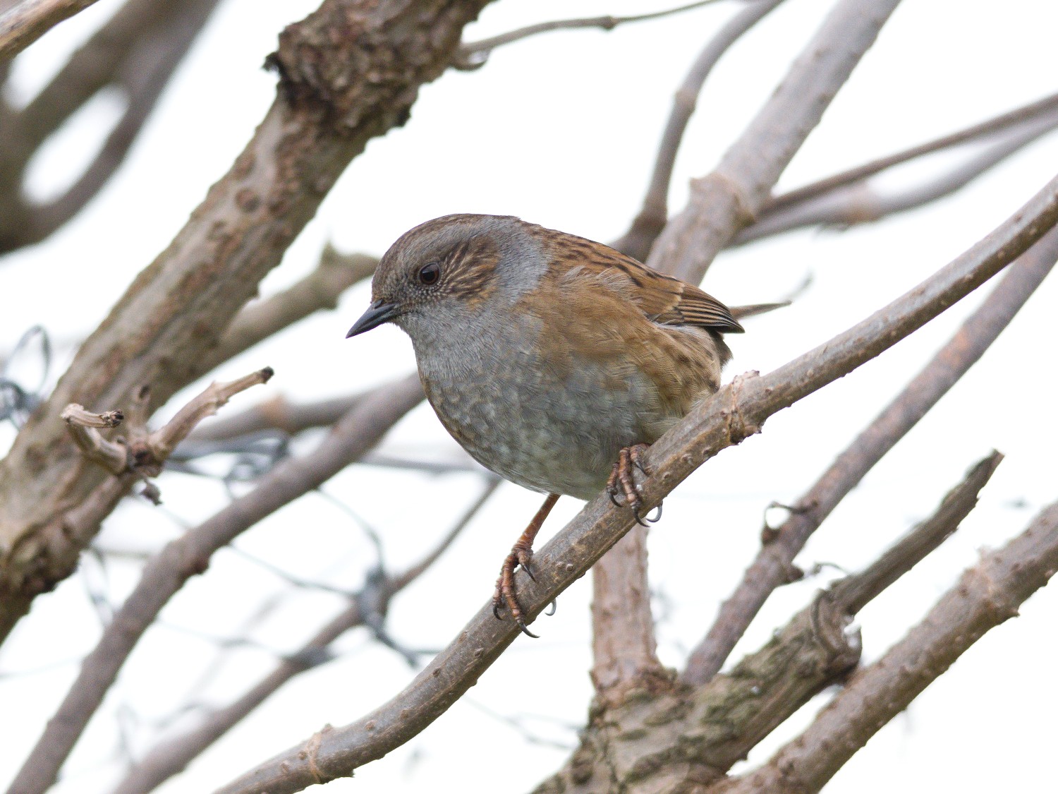 livebirdspoland_c70f51faa2648092a7b313445d47e793.jpg