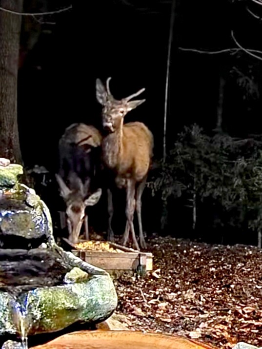 livebirdspoland_0e097e579b82d0530a5c731616d3d201.jpg