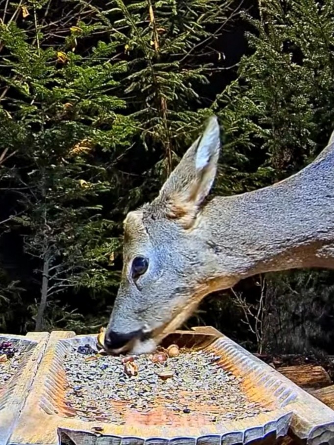 livebirdspoland_a575a7e33624bd75238c9f7c07fe6f80.jpg