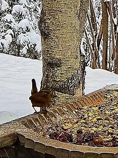 livebirdspoland_09b721d4caa9f981d4fbe6a7d7a3e8de.jpg