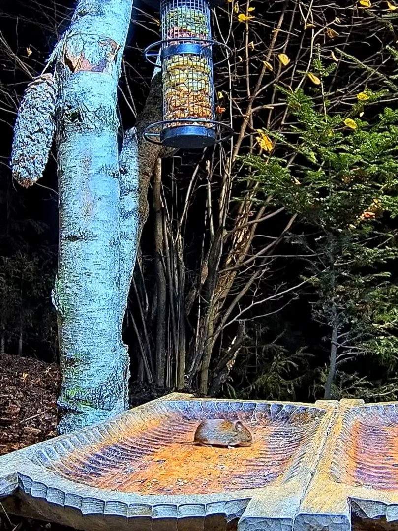 livebirdspoland_43f13d82c00721b11dcd3ac615777604.jpg