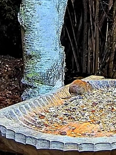 livebirdspoland_0b8bb955ece1b12f78210c49e432744a.jpg