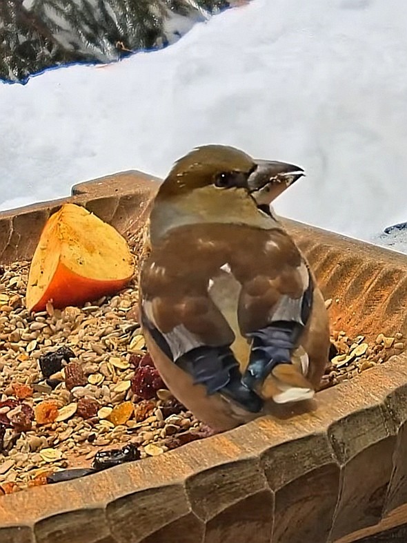 livebirdspoland_01259f92f10133064105f3c71b599f06.jpg