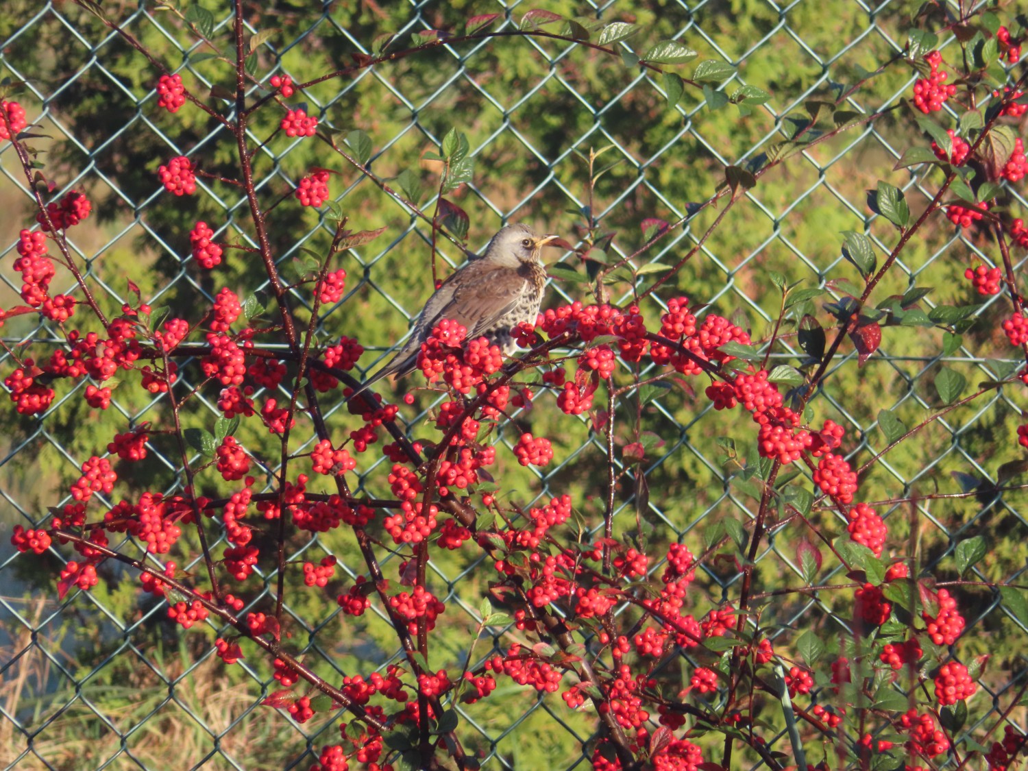 livebirdspoland_3fc6c11e89bc8c2658187ce3cca485d3.jpg