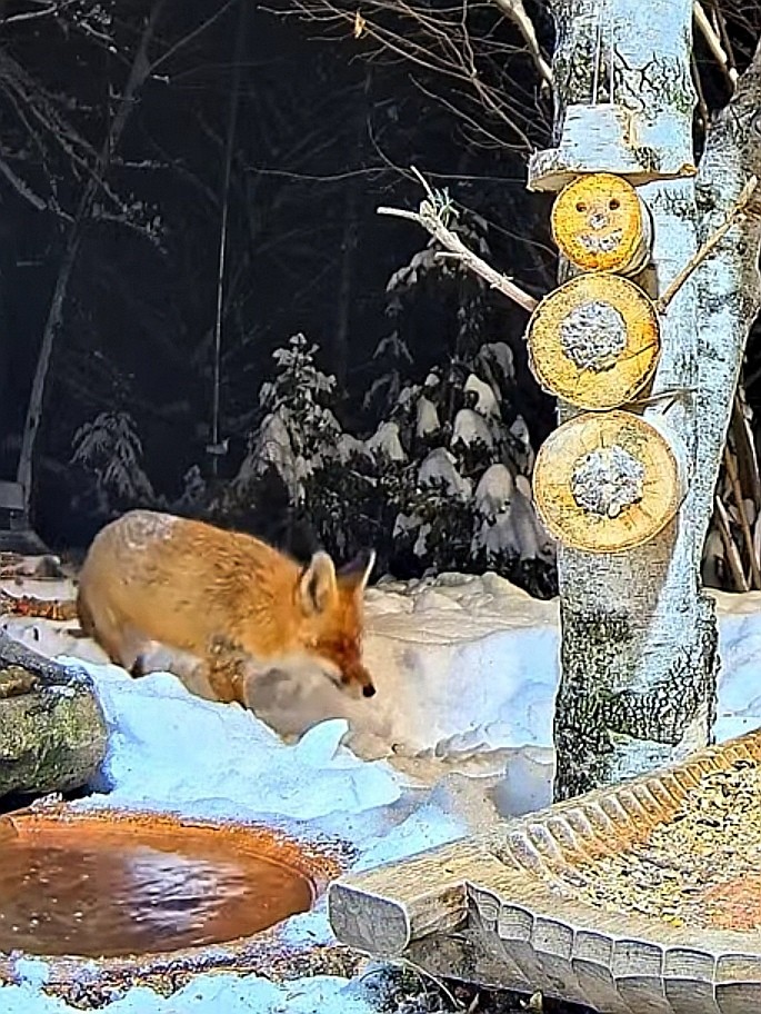 livebirdspoland_48a499b286a19e60a7e6cb7da1b87351.jpg