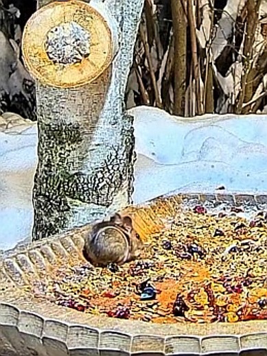 livebirdspoland_d08d2ce671df9cf0c181a62d1ffbfcb2.jpg