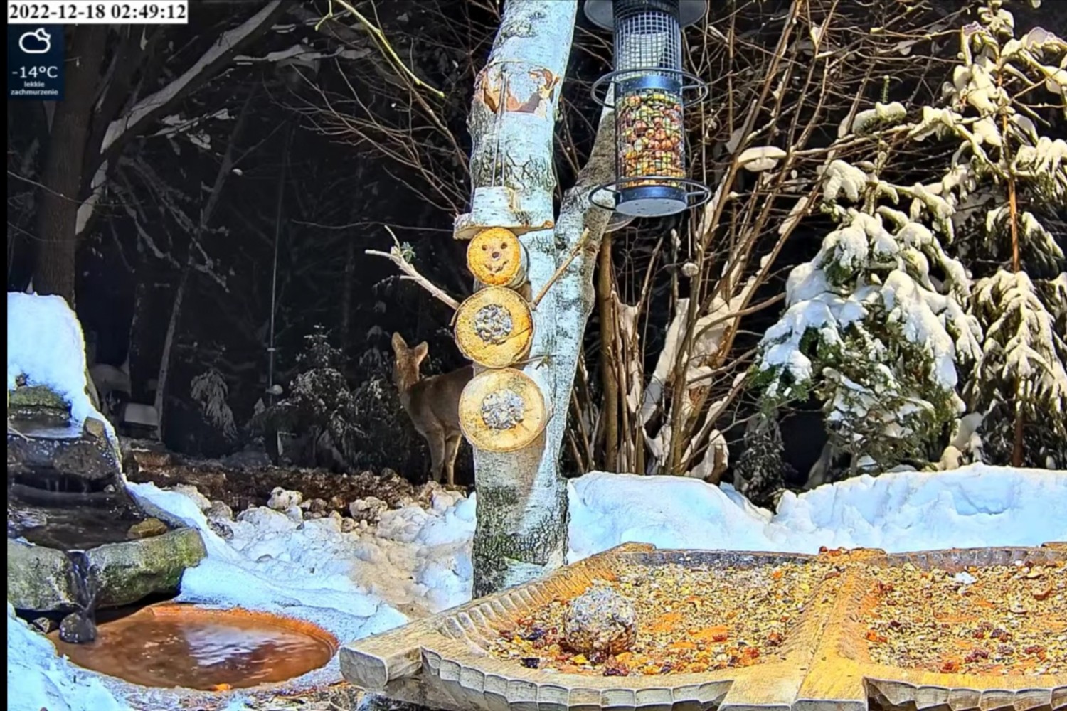 livebirdspoland_65876be3a08d53cb0a7df43c65c93939.jpg