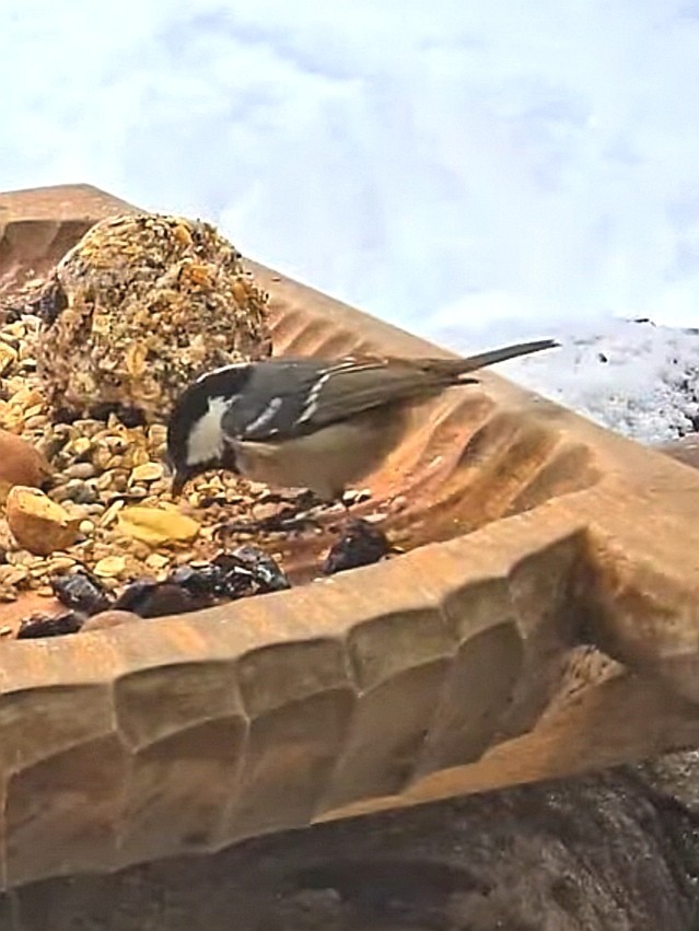 livebirdspoland_b41228bc81a0316b1fda20077c642be0.jpg