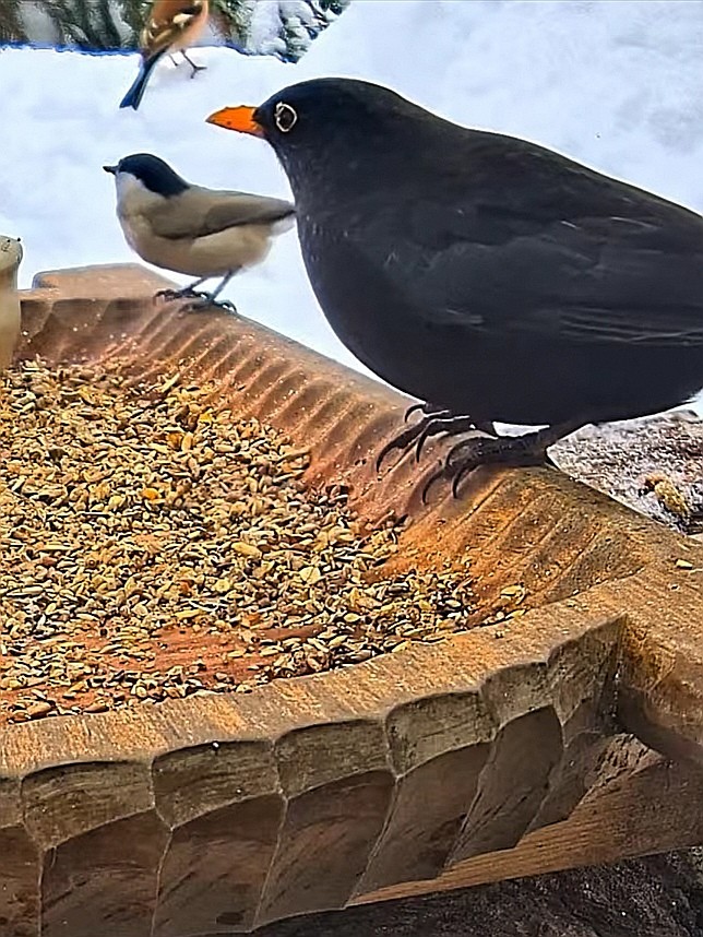 livebirdspoland_29f9a8ae56699f2c828c68d2faa6f493.jpg