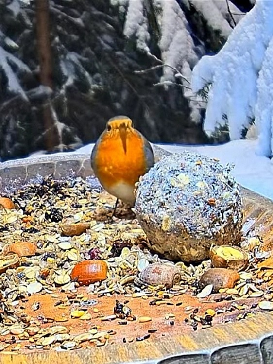 livebirdspoland_49300e9dbd0a145a4be1d37862f6977c.jpg