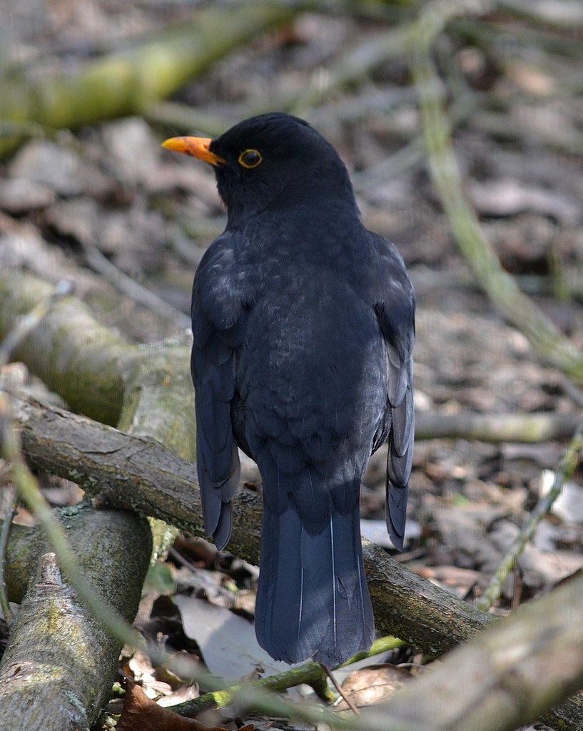 livebirdspoland_f4c3df48c4b206f8dd551b73eea6baf2.jpg