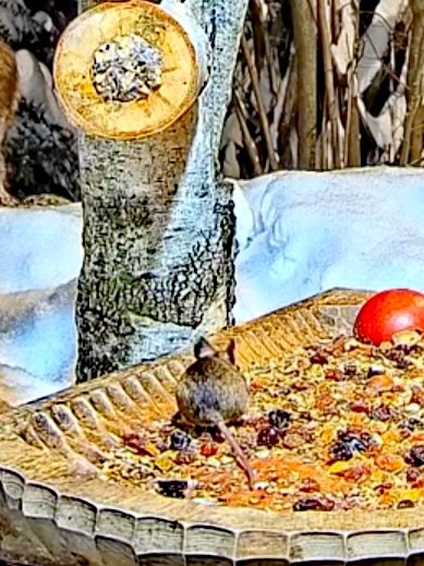 livebirdspoland_e26392483671332048794fbdc52cf428.jpg