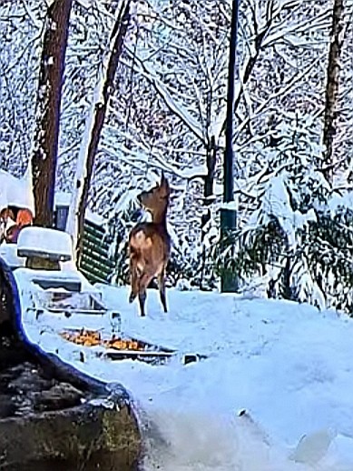 livebirdspoland_f5571f71c24fdb324d4c4e9982d491b0.jpg