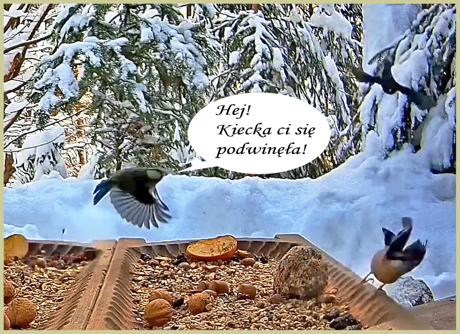 livebirdspoland_81e7eb598db076b99ed3c65e20a84ee8.jpg
