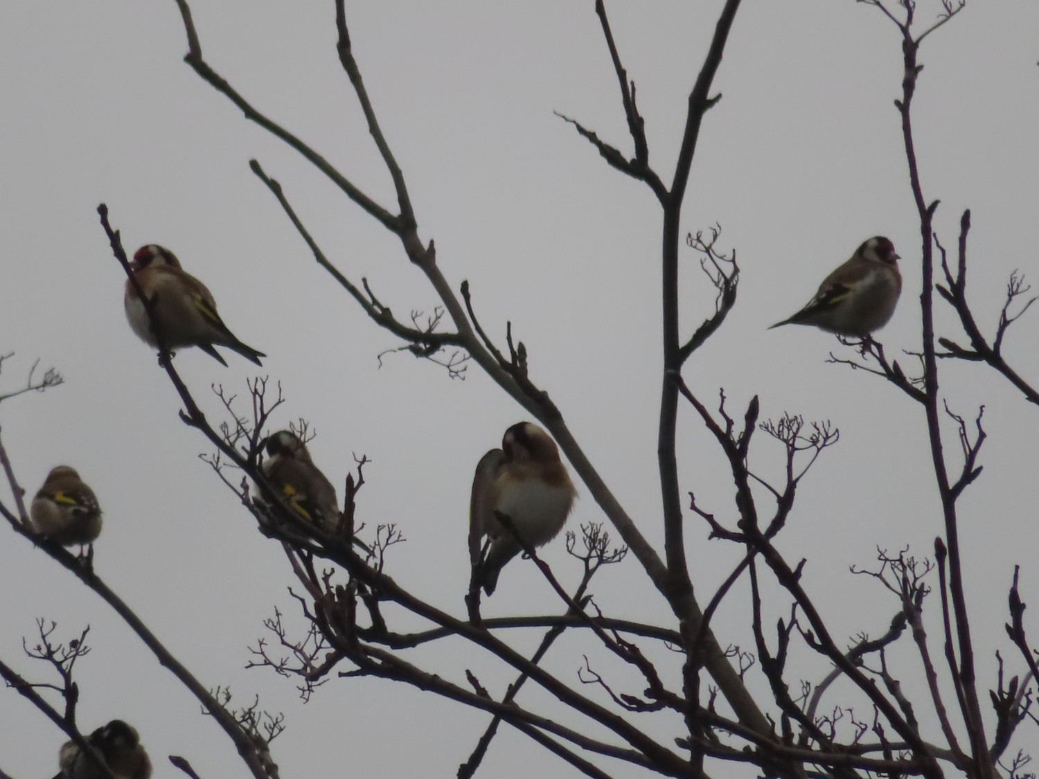 livebirdspoland_9d91d99f2f3cd007757de4825f62bda1.jpg