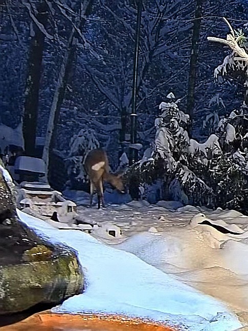 livebirdspoland_f1353a0c17782a505fd754c22912930e.jpg