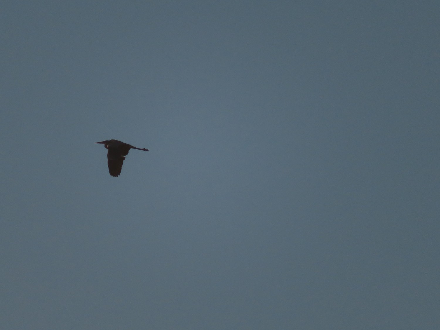 livebirdspoland_eae830bfbefc539e094d7cd5cb323f82.jpg