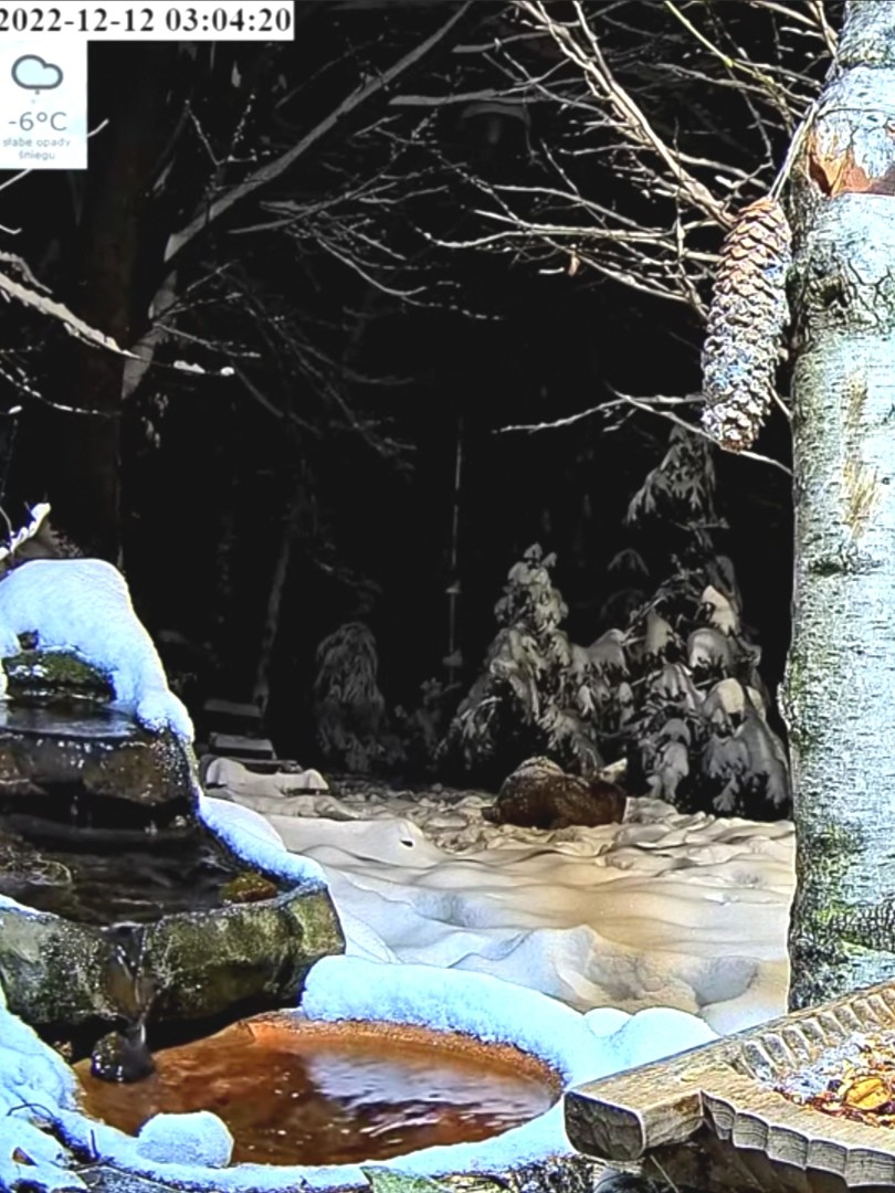 livebirdspoland_1f91da49eeec4ff15473a587f6207fd3.jpg